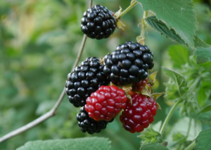 Blackberries ripening.
