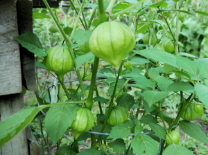 Tomatillo (Husk Tomato) plant.