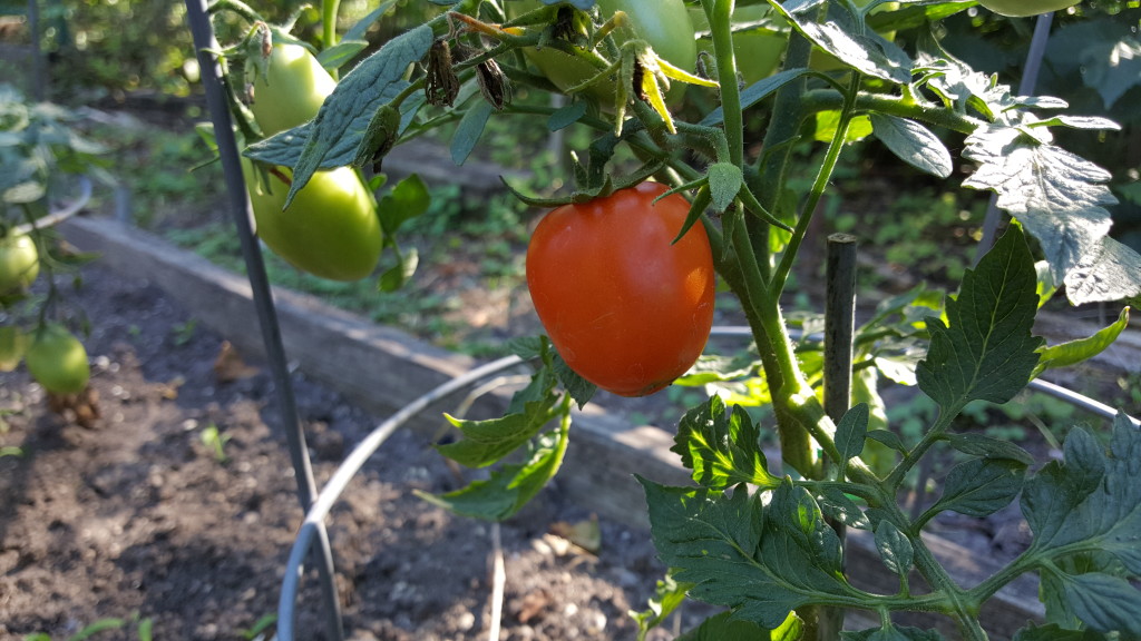 First ripe Roma tomato