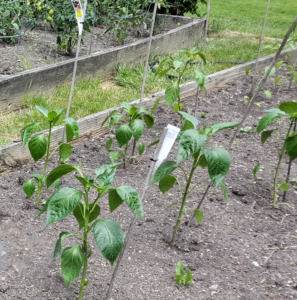 Pepper planting.