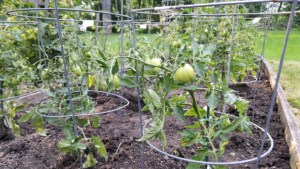 Large Roma tomato plants from Goebbert's.