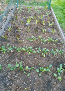 Spring Vegetable Planting Complete!