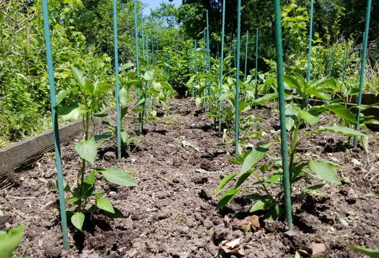 Sweet Peppers Planted Mark's Garden Blog