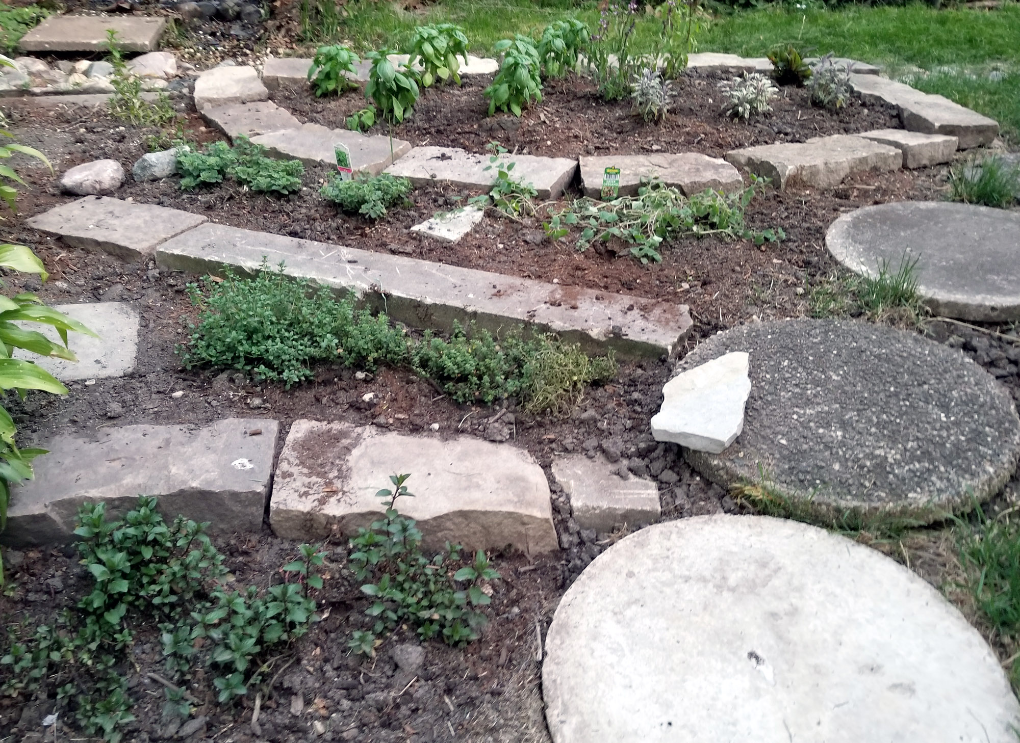 Planting The Herb Garden Mark S Garden Blog